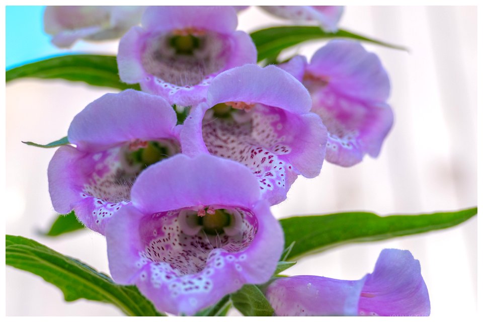 Foxgloves