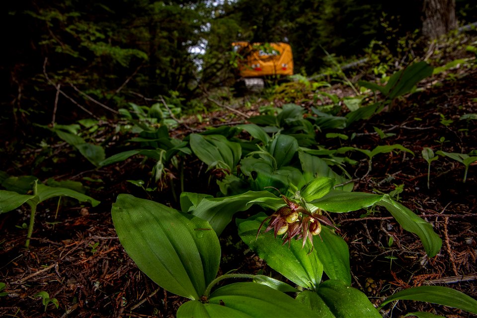 Clustered Lady’s Slipper (Cypripedium fasciculatum) photo