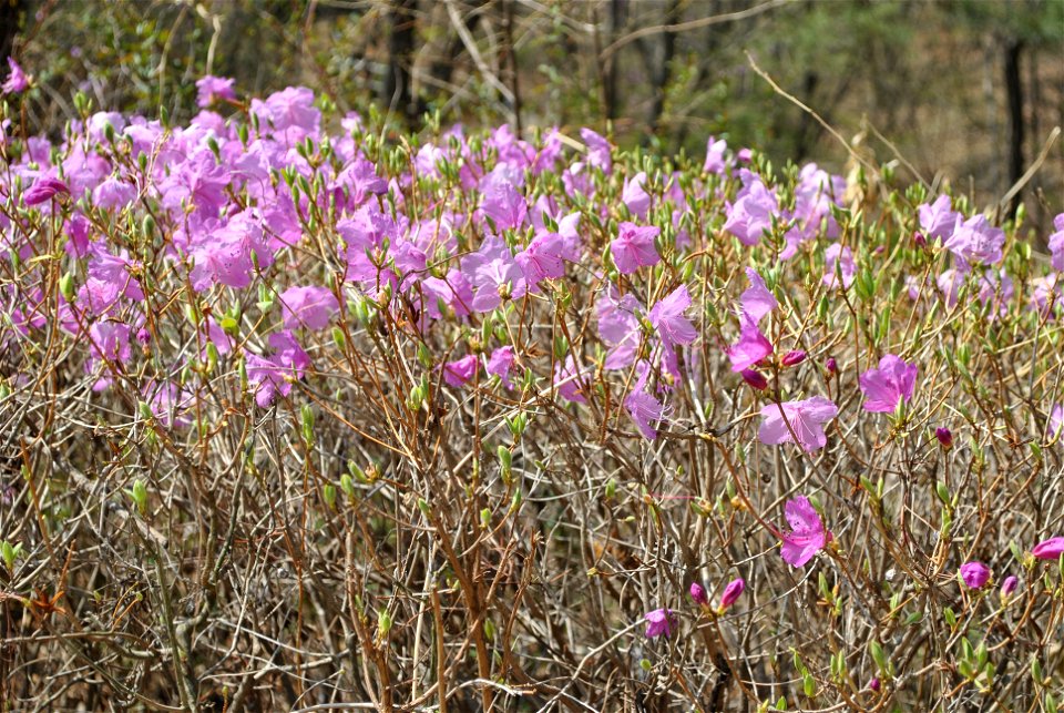 Younginsan Park Spring 2023