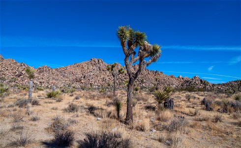 Joshua Tree National Park photo