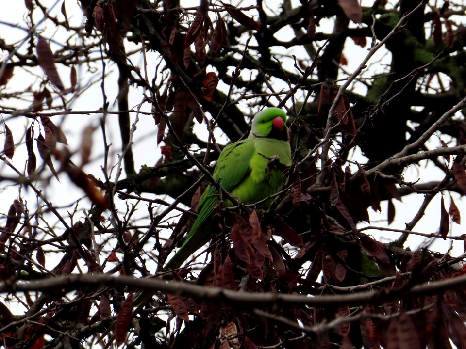 Wild Parrot in Tree Roman Forum Rome Italy