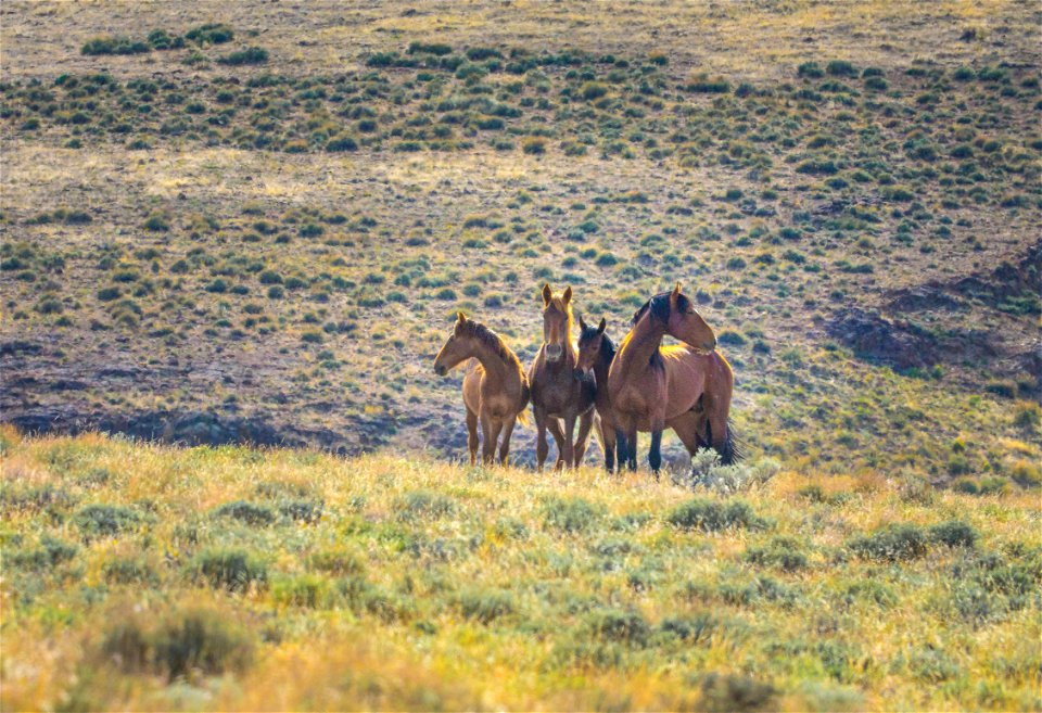 Wild Horses at Fox Hog HMA