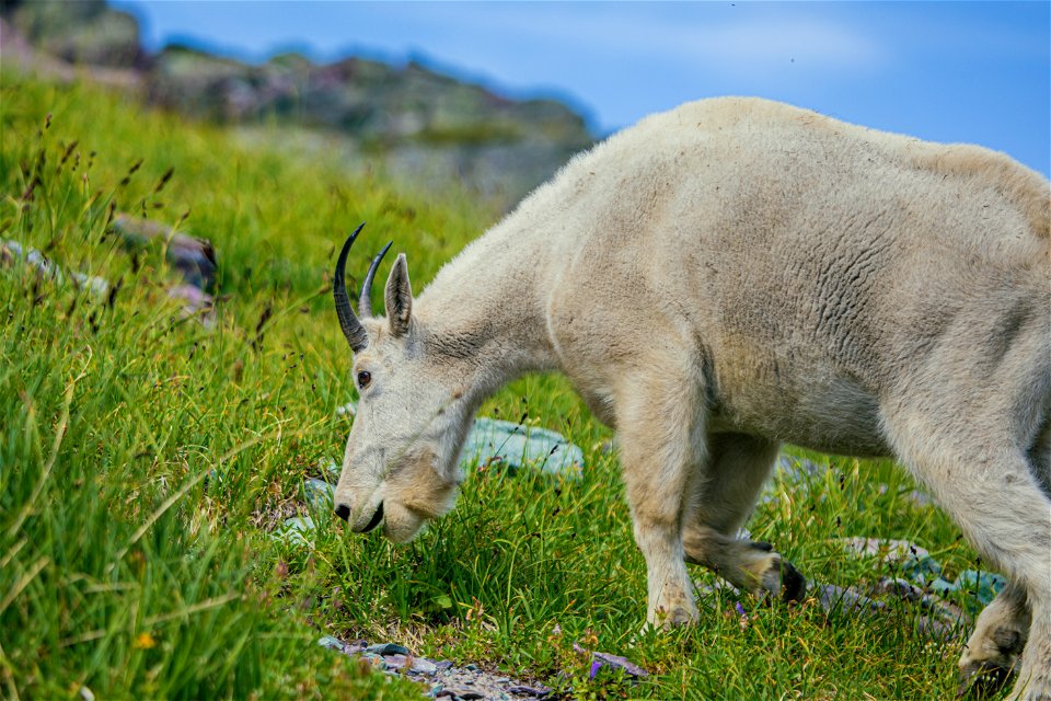 Mountain Goat - Oreamnos americanus photo