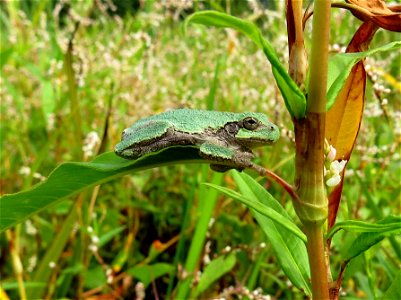 Green Treefrog photo