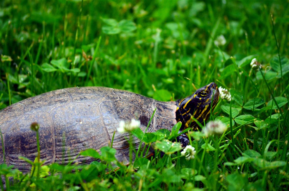 Female painted turtle photo