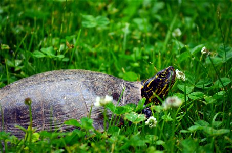 Female painted turtle photo