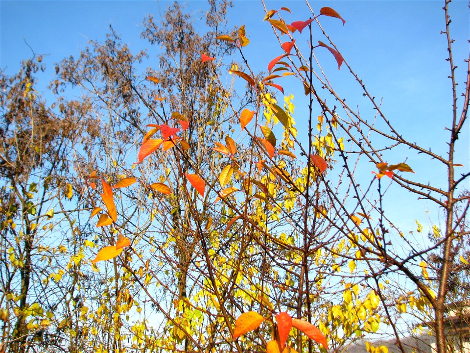 toamna_20091130_39