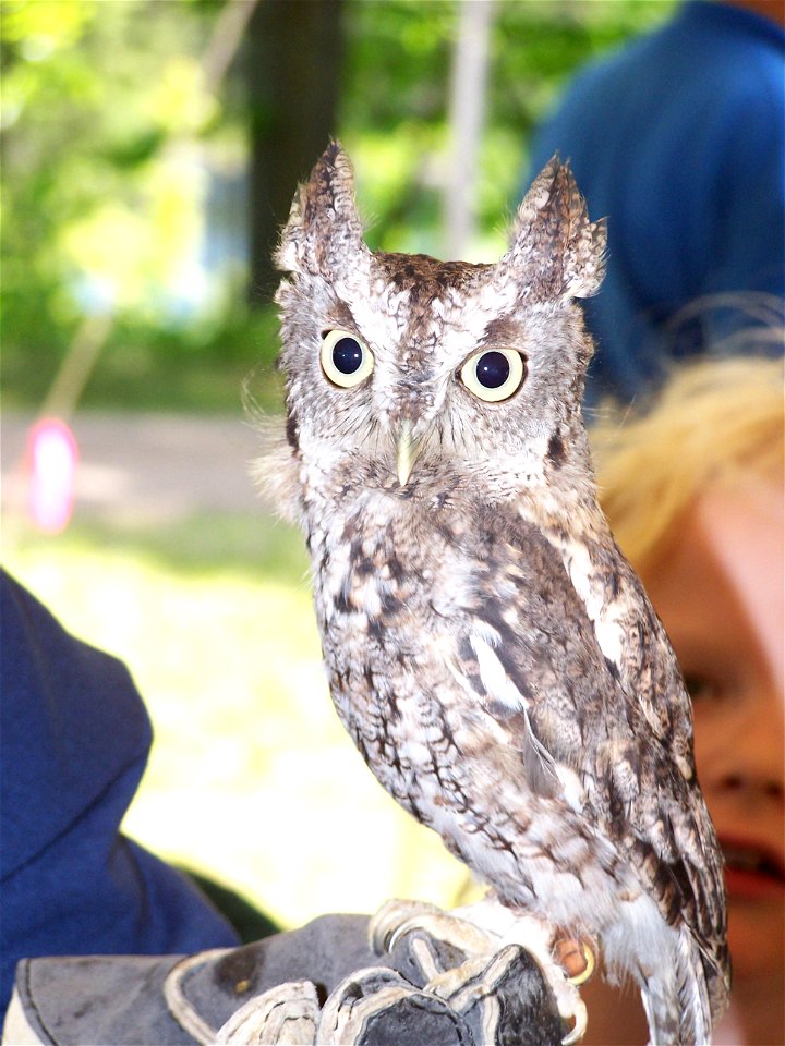 Screech Owl