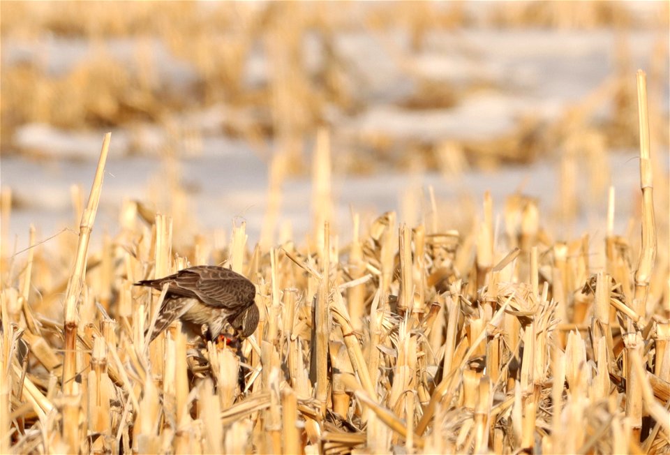 Merlin Eating a Male Red-winged Black Bird Huron Wetland Management District