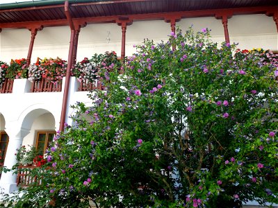 manastirea_Agapia2015_0808_154402
