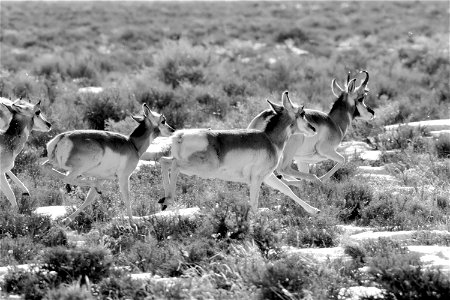 Pronghorn at Seedskadee National Wildlife Refuge