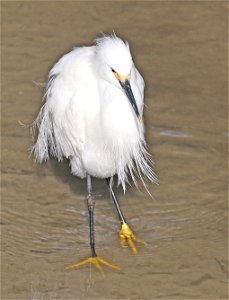 188 - SNOWY EGRET (02-21-2023) world birding center, south padre island, cameron co, tx -04
