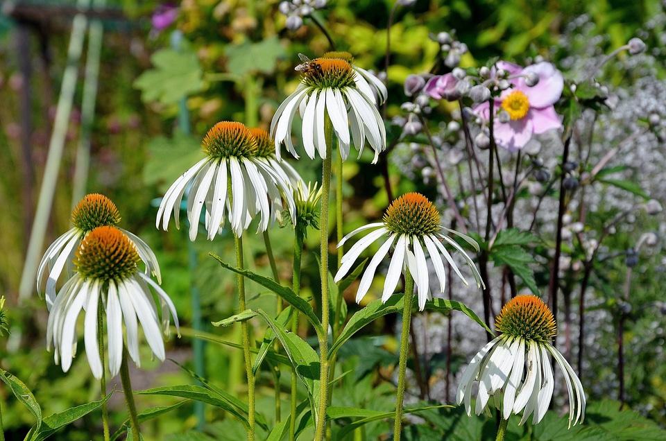 Wild flower summer flowers nature