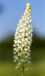 Fly Poison Inflorescence photo