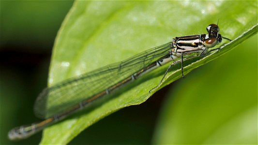 Coenagrion puella (Hufeisen-Azurjungfer) - Weibchen