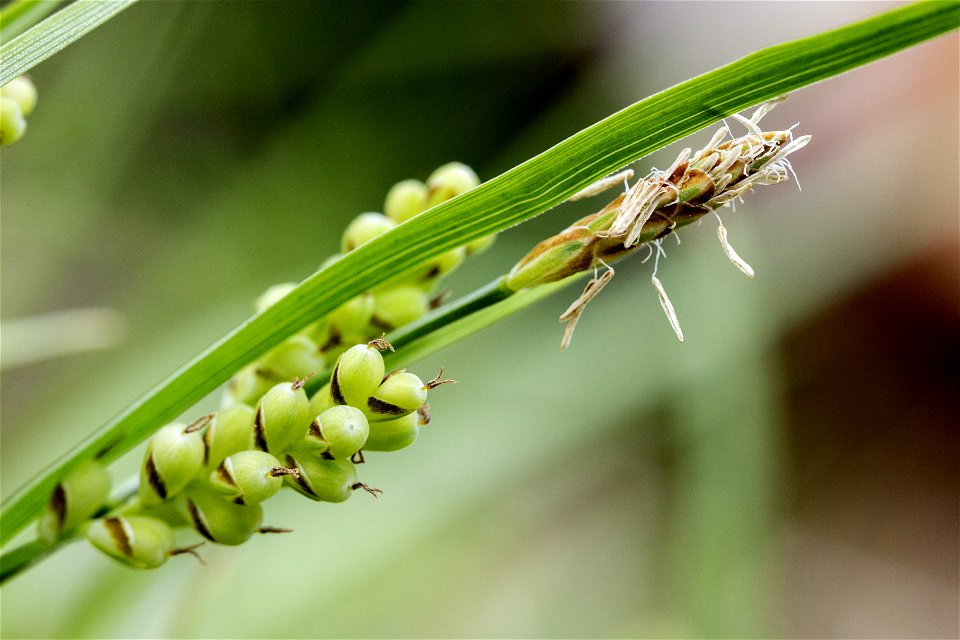 Carex aurea