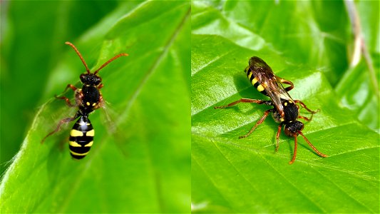 Weibchen von Nomada cf. fulvicornis (Wespenbienen-Art)