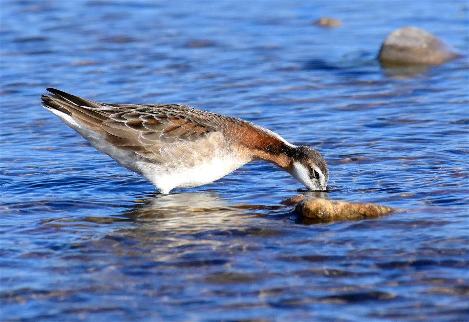 Wilson's phalarope at Seedskadee National Wildlife Refuge