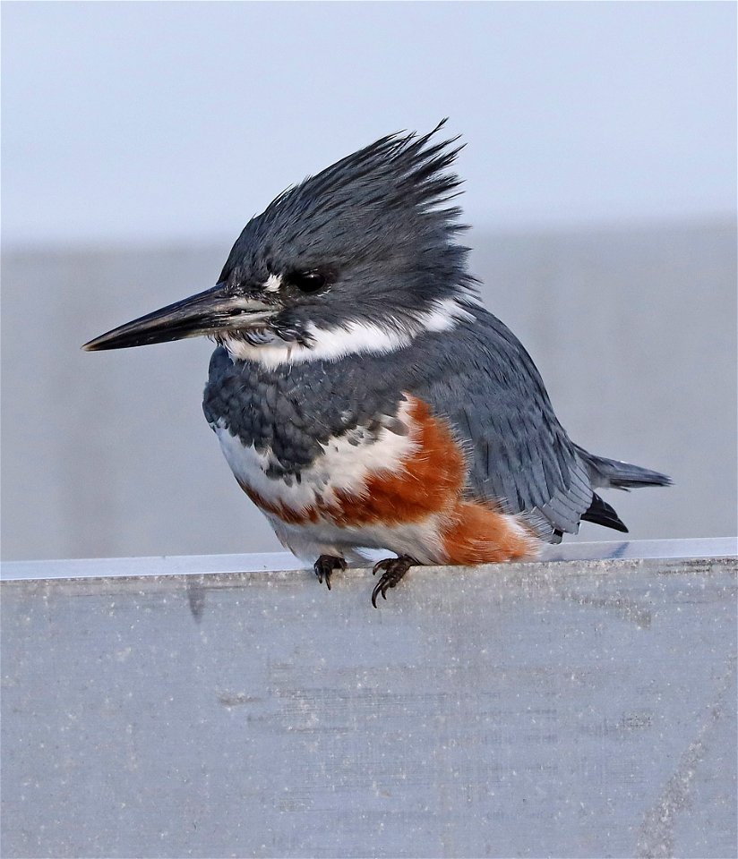 518 - BELTED KINGFISHER (10-8-2021) crescent city, del norte co, ca -04