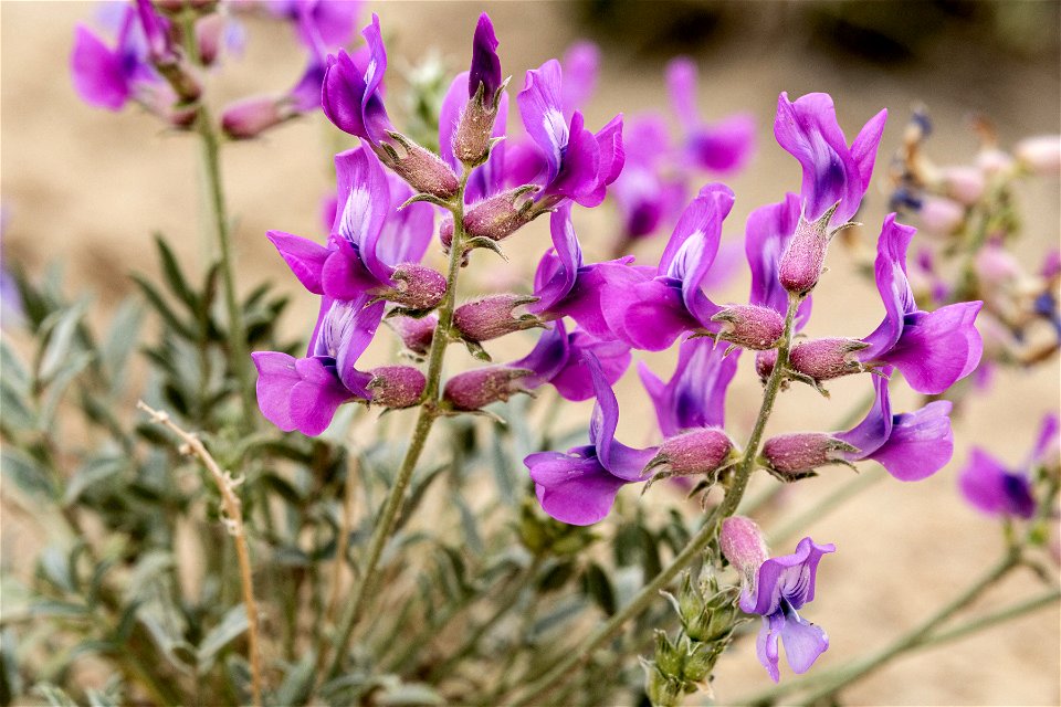 Oxytropis besseyi var. fallax
