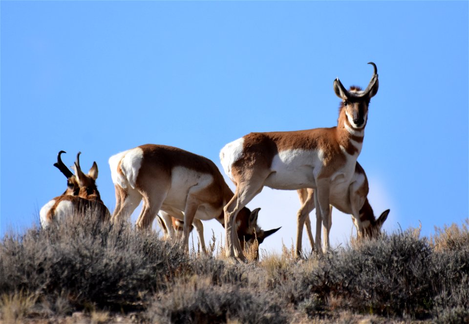 Pronghorn at Seedskadee National Wildlife Refuge