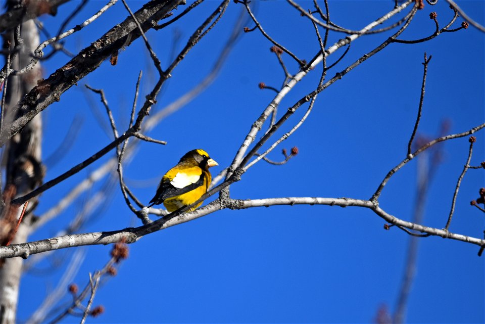 Evening grosbeak perched in a tree