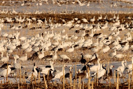 Spring Goose Migration Huron Wetland Management District South Dakota
