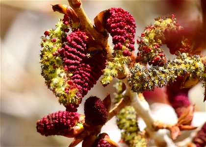 Narrowleaf cottonwood (Populus angustifolia) at Seedskadee National Wildlife Refuge photo