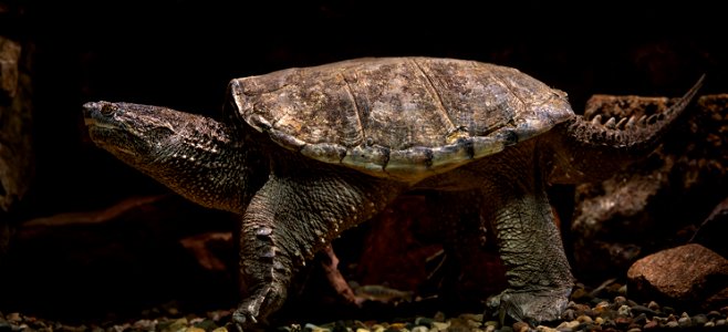 Common Snapping Turtle (Chelydra serpentina) photo