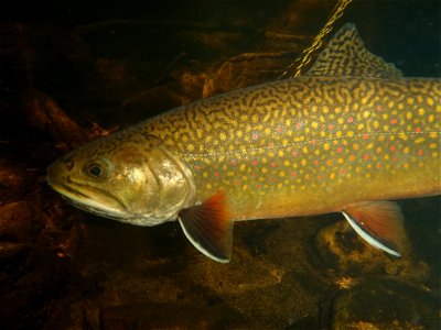 Underwater Brook Trout photo