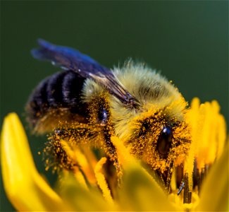 Bumblebee covered in pollen photo