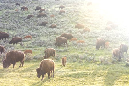 Spring sunrise with bison in Lamar Valley