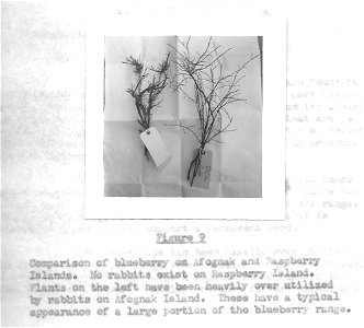 (1957) Blueberry Comparison photo