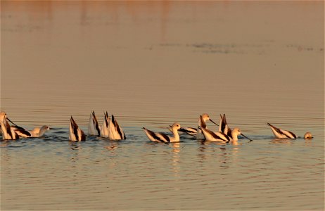 Fall Plumage American Avocets Huron Wetland Management District