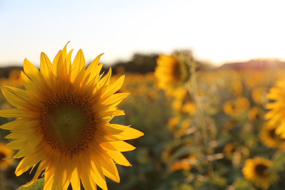 Sunflower provence light