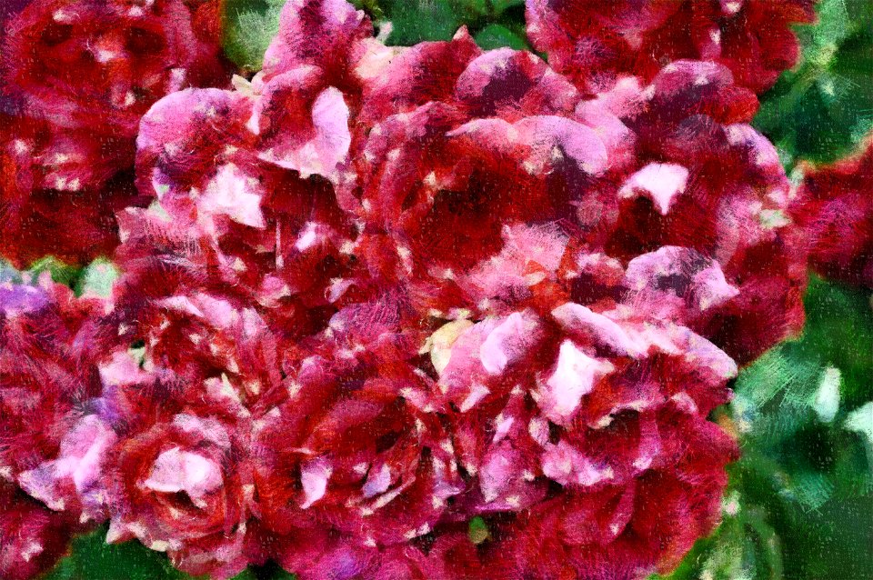 roses-1429271 - Copy_DAP_X_A