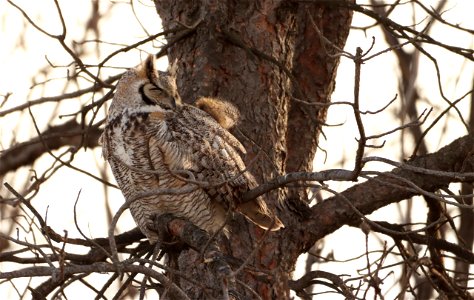 Great-Horned Owl Huron Wetland Management District photo