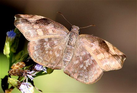SICKLE-WINGED SKIPPER (Achlyodes thraso) (11-26-2022) nat butterfly center, hidalgo co, tx -01