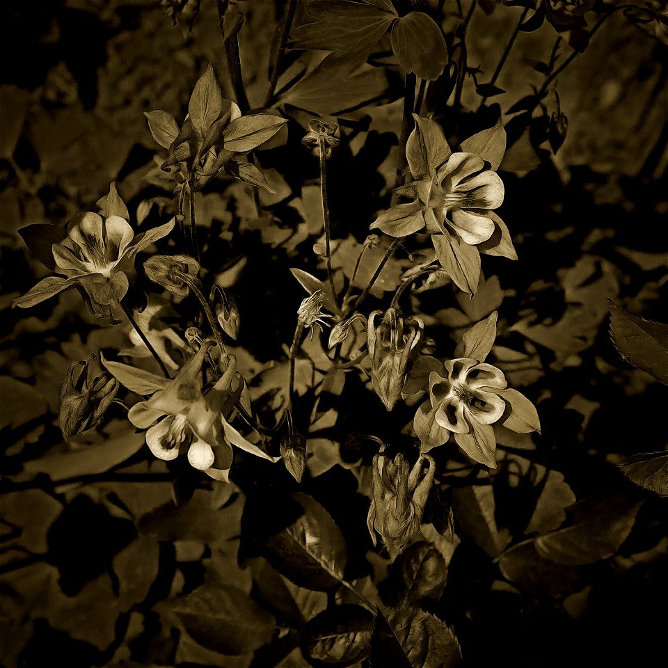 floral_DAP_Golden_Age Monotone