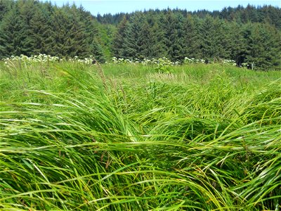 Grass Field