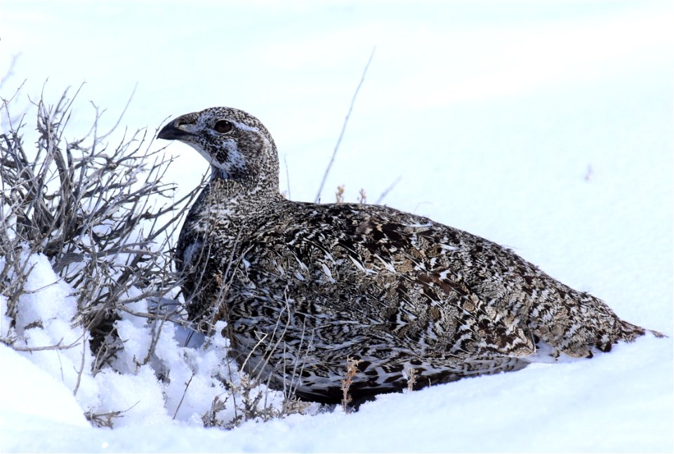 Greater sage-grouse on Seedskadee National Wildlife Refuge