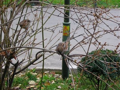 cismigiu_20041205_06