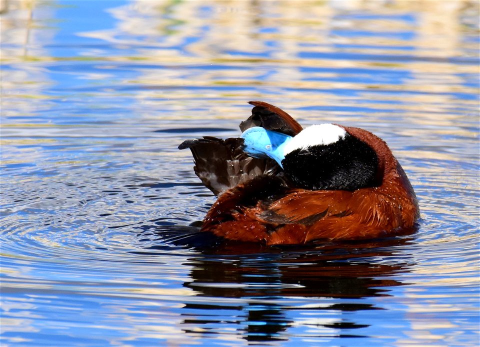 Ruddy duck at Seedskadee National Wildlife Refuge