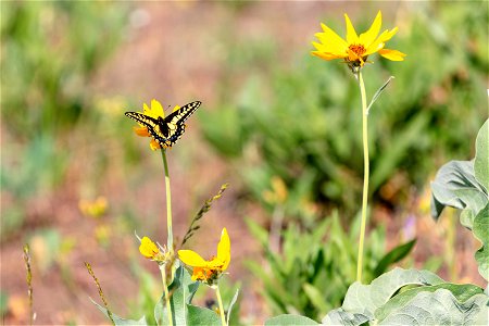 Swallowtail butterfly feeding on heartleaf arnica pollen photo
