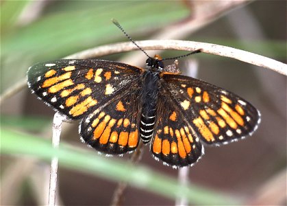 PATCH, DEFINITE (Chlosyne definita) (12-06-2022) dick kleberg park, kingville, king co, tx -01
