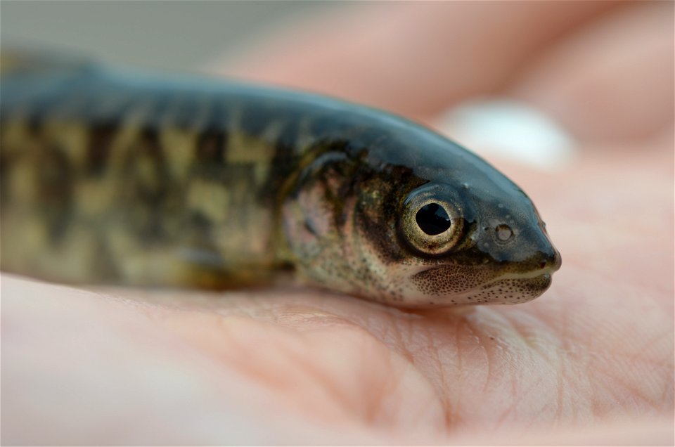 Juvenile Lake Trout photo