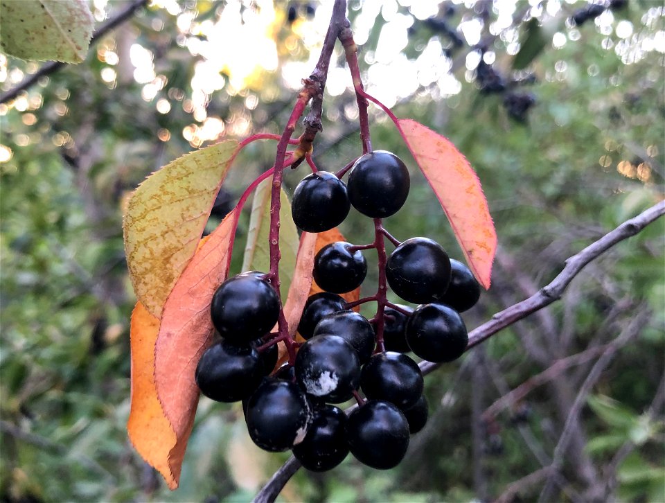 2021/365/225 Bunches of Chokecherries