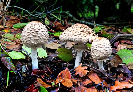 Parasol fungi. photo