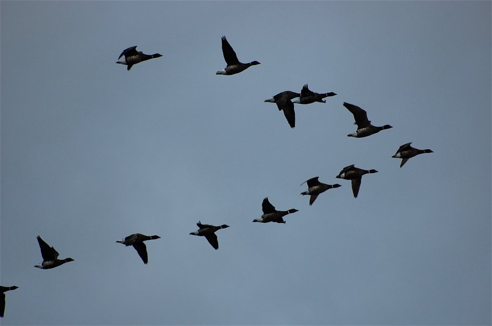 Brant