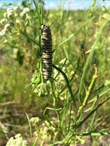 Monarch Caterpillar in New Mexico